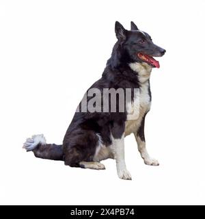 Chien ours carélien de couleur noire et blanche isolent sur un fond blanc gros plan. Banque D'Images