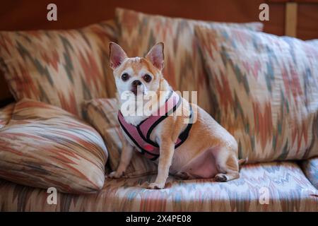 Un petit chien portant un harnais rose est assis sur un canapé. Le canapé est recouvert d'un motif coloré Banque D'Images