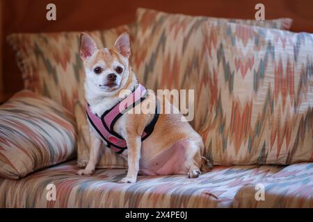 Un petit chien portant un harnais rose est assis sur un canapé. Le canapé est recouvert d'un motif coloré Banque D'Images