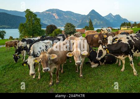 Jersey Cow broute dans les prairies alpines. Vaches au coucher du soleil. Vache sur une prairie d'herbe verte. Vaches regardant sur le champ vert. Ferme de campagne avec vaches à la prairie Banque D'Images