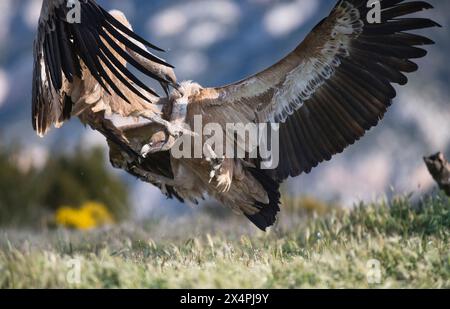 Deux vautours griffons eurasiens chamaillants (Gyps fulvus) Banque D'Images