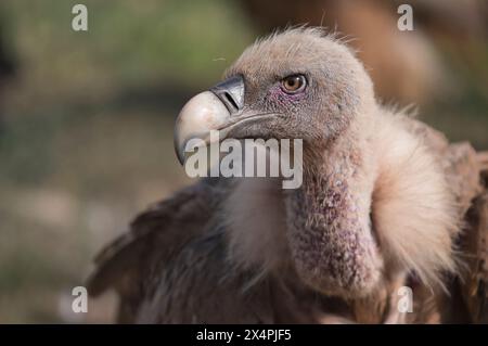 Vautour de griffon eurasien (Gyps fulvus) Banque D'Images