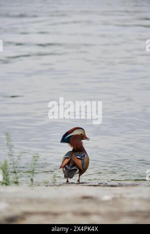 Canard Mandarin coloré Aix galericulata dans le parc Beihai à Pékin, Chine Banque D'Images