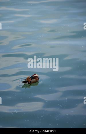 Canard Mandarin coloré Aix galericulata dans le parc Beihai à Pékin, Chine Banque D'Images