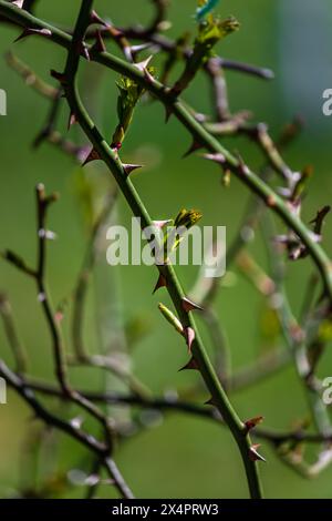 premiers bourgeons printaniers précoces sur les branches mars nature sélective focus Banque D'Images