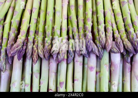 Gros plan d'asperges vertes cultivées biologiques fraîches à vendre au marché des fermiers. Banque D'Images