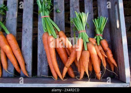 Boîte en bois avec des grappes de carottes cultivées biologiques fraîches prêtes à la vente au marché des agriculteurs. Banque D'Images