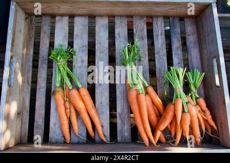 Boîte en bois avec quatre grappes de carottes fraîches cultivées biologiques prêtes à la vente au marché des agriculteurs. Banque D'Images