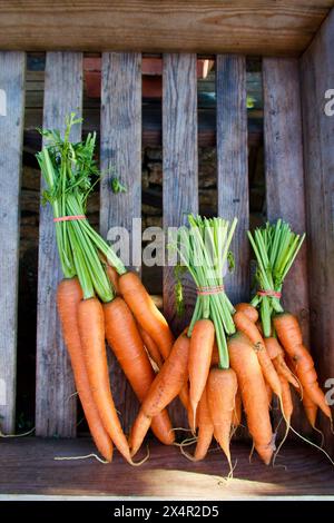 Boîte en bois avec trois grappes de carottes fraîches cultivées biologiques prêtes à la vente au marché des agriculteurs. Banque D'Images