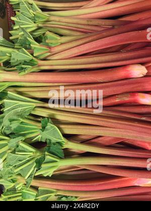 Gros plan d'un tas de tiges de rhubarbe rouge cultivées biologiques prêtes à être vendues au marché agricole au printemps. Banque D'Images