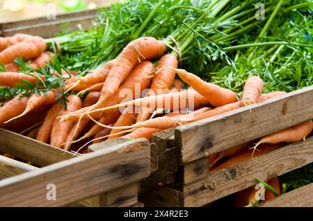 Boîte en bois avec des grappes de carottes cultivées biologiques fraîches prêtes à la vente au marché des agriculteurs. Banque D'Images