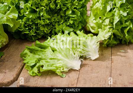 Laitue croustillante fraîche cultivée selon l'agriculture biologique dans un étal de marché prêt à être vendu au marché fermier en France. Banque D'Images