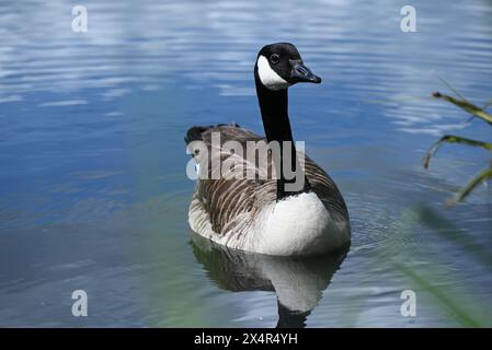 Walthamstow Wetlands est un réservoir d'eau de la Tamise de 160 hectares entièrement opérationnel qui est la principale source d'approvisionnement en eau pour 3,5 millions de personnes. Walthamstow Wetlands est également une réserve naturelle d'importance internationale, offrant un abri à une grande variété d'animaux sauvages, de la sauvagine rare aux oiseaux de proie majestueux. Banque D'Images