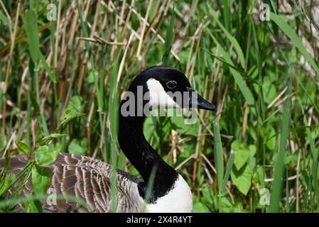 Walthamstow Wetlands est un réservoir d'eau de la Tamise de 160 hectares entièrement opérationnel qui est la principale source d'approvisionnement en eau pour 3,5 millions de personnes. Walthamstow Wetlands est également une réserve naturelle d'importance internationale, offrant un abri à une grande variété d'animaux sauvages, de la sauvagine rare aux oiseaux de proie majestueux. Banque D'Images