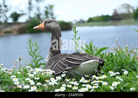 Walthamstow Wetlands est un réservoir d'eau de la Tamise de 160 hectares entièrement opérationnel qui est la principale source d'approvisionnement en eau pour 3,5 millions de personnes. Walthamstow Wetlands est également une réserve naturelle d'importance internationale, offrant un abri à une grande variété d'animaux sauvages, de la sauvagine rare aux oiseaux de proie majestueux. Banque D'Images