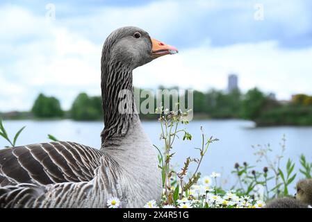 Walthamstow Wetlands est un réservoir d'eau de la Tamise de 160 hectares entièrement opérationnel qui est la principale source d'approvisionnement en eau pour 3,5 millions de personnes. Walthamstow Wetlands est également une réserve naturelle d'importance internationale, offrant un abri à une grande variété d'animaux sauvages, de la sauvagine rare aux oiseaux de proie majestueux. Banque D'Images