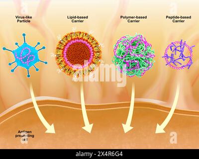 Illustration de certains des différents types de porteurs qui peuvent être utilisés pour administrer des vaccins à ADN (acide désoxyribonucléique). Ces porteurs peuvent être des virus- Banque D'Images