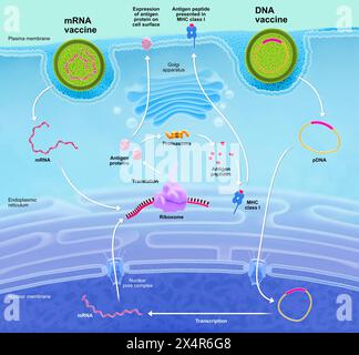 Illustration des mécanismes d'action vaccinaux ADN (acide désoxyribonucléique) et ARNm (acide ribonucléique messager). Pour les vaccins ADN, l'ADN plasmidique Banque D'Images