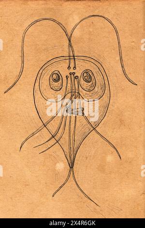 Illustration du protozoaire de Giardia intestinalis sur papier vieilli, évoquant le style des dessins médicaux médiévaux. Ce protozoaire flagellé cause th Banque D'Images