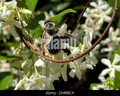 Une abeille charpentier recueille le pollen d'une vigne de jasmin confédérée se prélasser au soleil. Banque D'Images