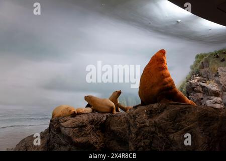 Les lions de mer de Steller dans la galerie Seashore au Royal BC Museum à Victoria, Colombie-Britannique, Canada. Banque D'Images