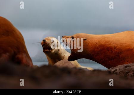 Les lions de mer de Steller dans la galerie Seashore au Royal BC Museum à Victoria, Colombie-Britannique, Canada. Banque D'Images