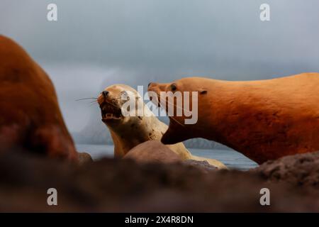 Les lions de mer de Steller dans la galerie Seashore au Royal BC Museum à Victoria, Colombie-Britannique, Canada. Banque D'Images