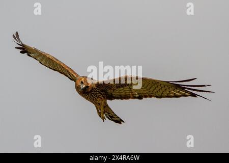 Harrier australien repéré en vol Banque D'Images