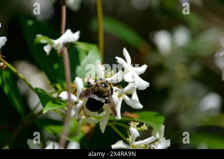 Une abeille charpentier recueille le pollen d'une vigne de jasmin confédérée par une journée ensoleillée. Banque D'Images