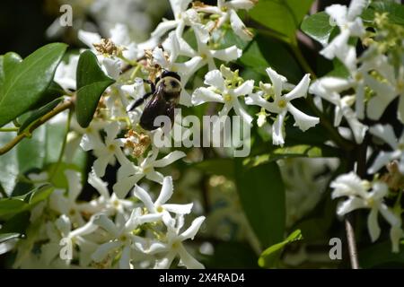 Une abeille charpentier recueille le pollen d'une vigne de jasmin confédérée se prélasser au soleil. Banque D'Images