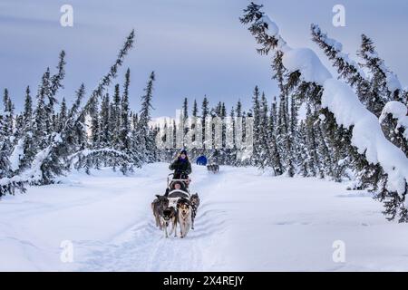 Traîneau à chiens avec Iditarod musher, Pleasant Valley, Alaska, États-Unis Banque D'Images