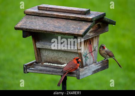 Vue rapprochée d'un cardinal mâle et femelle perché sur une mangeoire d'oiseau carthame, avec fond d'herbe verte défocalisée Banque D'Images