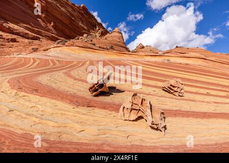 Fossiles du Boneyard de Fatali près de la vague, Coyote Buttes North à Paria Canyon, Vermilion Cliffs National Monument, Arizona, États-Unis Banque D'Images