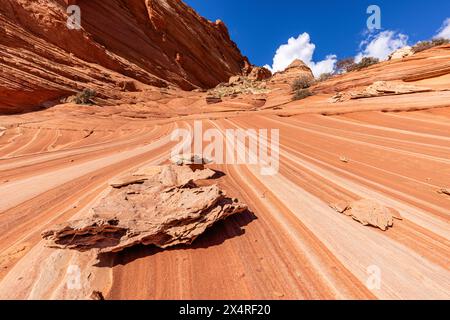 Fossiles du Boneyard de Fatali près de la vague, Coyote Buttes North à Paria Canyon, Vermilion Cliffs National Monument, Arizona, États-Unis Banque D'Images