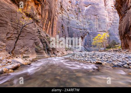 Virgin River Narrows dans le parc national de Zion, Utah, États-Unis Banque D'Images