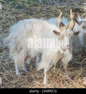 Une chèvre Girgentana rare (Capra aegagrus hircus), Vallée des temples, Agrigente, Sicile, Italie Banque D'Images