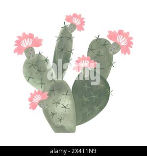 Poire à barbotine. Cactus fleuri avec des fleurs roses. Plantes pour la maison. Floriculture. Flore du désert. Illustration d'aquarelle isolée sur fond blanc Banque D'Images