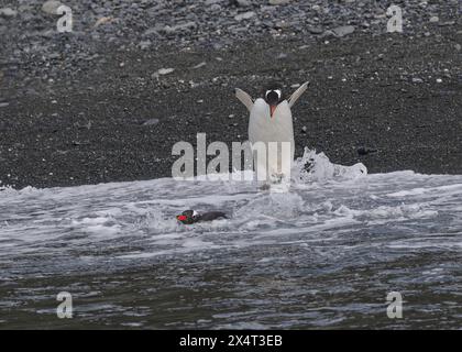 Penguin Gentoo (Pygoscelis papua), entrant dans la mer, baie des baleines droite, Géorgie du Sud, Antarctique Banque D'Images