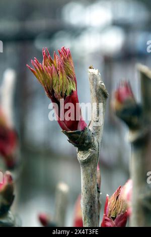 Paeonia x suffruticosa. Branche de pivoine, nouvelles feuilles fraîches sur les branches, arbuste de pivoine au début du printemps dans un jardin à Zagreb, Croatie Banque D'Images