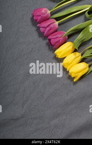 Tulipes jaunes et roses alignées sur un fond gris. Banque D'Images