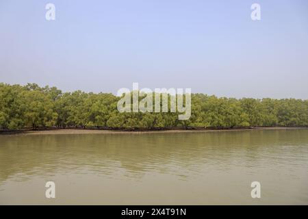 Le parc national des Sundarbans est une grande forêt côtière de mangroves, partagée par l'Inde et le Bangladesh. Banque D'Images