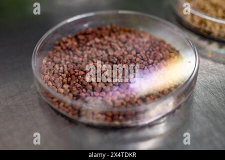 Échantillons en boîte de nouvelles variétés de légumineuses et légumes graines dans la banque de semences, semis pour semis de printemps dans les champs Banque D'Images