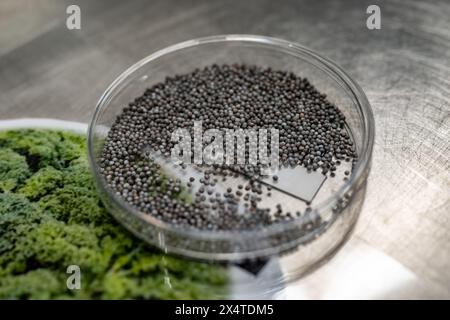 Échantillons en boîte de nouvelles variétés de légumineuses et légumes graines dans la banque de semences, semis pour semis de printemps dans les champs Banque D'Images