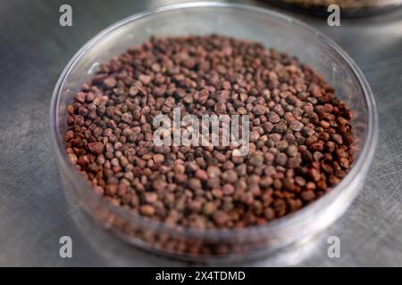 Échantillons en boîte de nouvelles variétés de légumineuses et légumes graines dans la banque de semences, semis pour semis de printemps dans les champs Banque D'Images