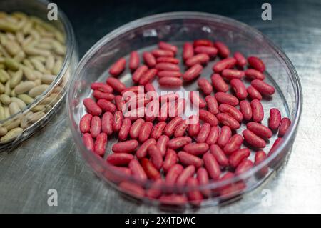 Échantillons en boîte de nouvelles variétés de légumineuses et légumes graines dans la banque de semences, semis pour semis de printemps dans les champs Banque D'Images