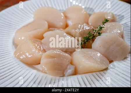 Atlantique Bay nettoyé coquilles Saint-Jacques coquilles préparées James sur assiette, prise du jour en Normandie ou en Bretagne, France Banque D'Images