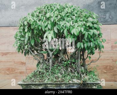 Magnifique bonsaï Banyan Tree, un ornement de style oriental vu à Bali, en Indonésie. L'un des arbres est utilisé comme bonsaï pour les amateurs. Banque D'Images