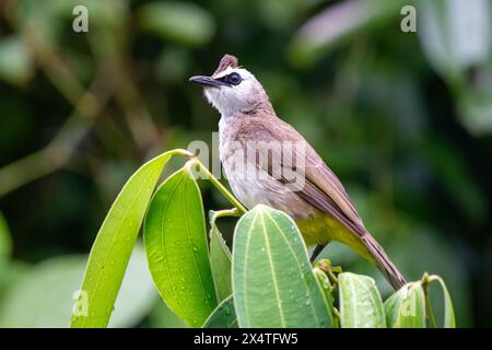 Bulbul jaune ventilé (Pycnonotus goiavier), ou bulbul jaune ventilé oriental en gros plan dans la forêt de Singapour Banque D'Images