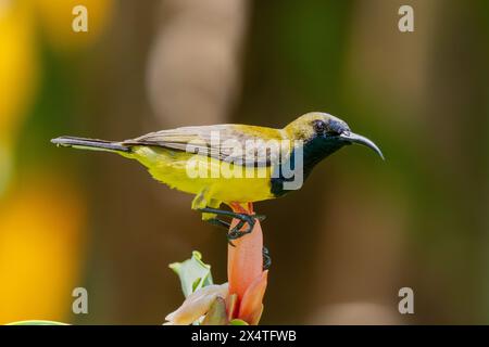 oiseau de soleil orné mâle (Cinnyris ornatus) en gros plan à Sinapore. Banque D'Images