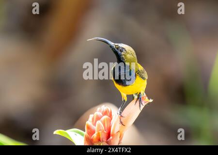 oiseau de soleil orné mâle (Cinnyris ornatus) en gros plan à Sinapore. Banque D'Images